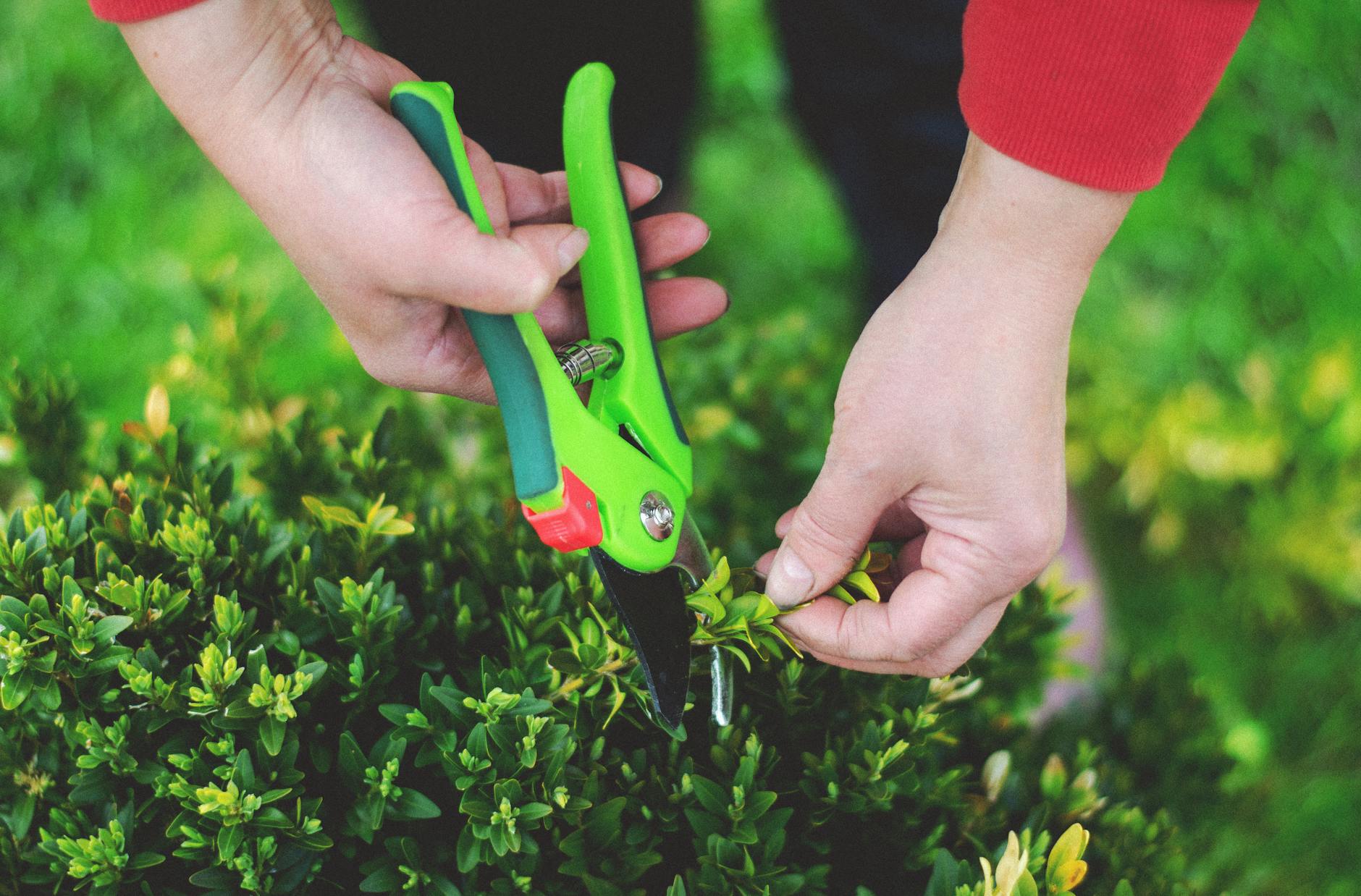 a person using pruning shears
